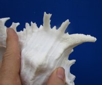 8-1/2 inches Large Giant Murex Shell for $16.99