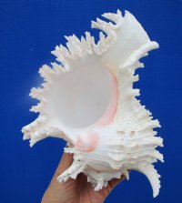 8-1/4 by 6-1/4 inches Authentic <font color=red> Beautiful Large</font> Giant White Murex Shell, Ramose Murex for Sale- Buy this one for $19.99