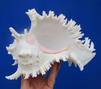 8-1/4 inches Large Giant Ramose Murex Shell
