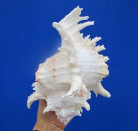 8-1/4 by 6-1/4 inches Authentic <font color=red> Beautiful Large</font> Giant White Murex Shell, Ramose Murex for Sale- Buy this one for $19.99