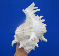 8-1/4 inches Large Giant Ramose Murex Shell
