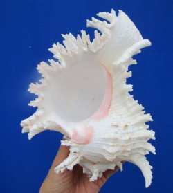 8-1/4 inches Large Giant Ramose Murex Shell