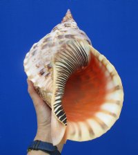 15-1/4 by 8-1/2 inches <font color=red> Huge Gorgeous</font> Pacific Triton's Trumpet Shell for Sale - Buy this one for $134.99