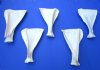 5 Whitetail Deer Shoulder Blade Bones for Bone Art and Crafts 6 to 8 inches long - Buy these for $4.00 each