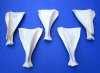 5 Authentic Whitetail Deer Shoulder Blade Bones for Bone Crafts - Buy the ones shown for $4.00 each