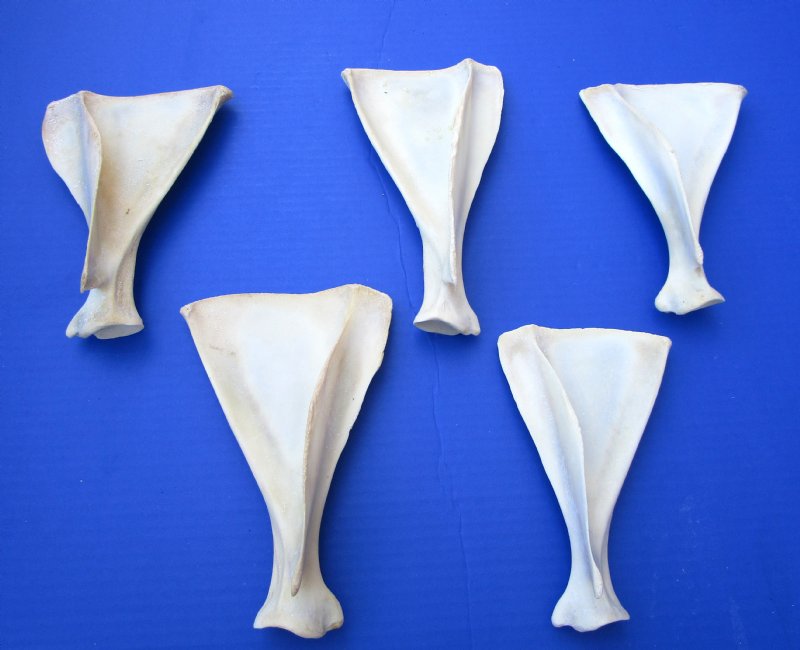 5 Whitetail Deer Shoulder Blade Bones for Bone Crafts 61/2 to 8 inches