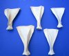 5 Whitetail Deer Shoulder Blade Bones for Bone Crafts 6-1/2 to 8 inches - Buy the ones shown for $4.00 each