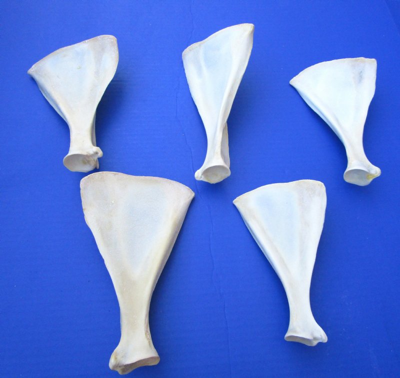 5 Whitetail Deer Shoulder Blade Bones for Bone Crafts 61/2 to 8 inches