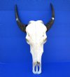 Authentic Asian Water Buffalo Skull with 16-1/2 and 16-3/4 inches Horns (has crack in one horn at mouth - repair putty on skull) - Buy this one for $99.99