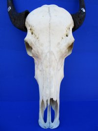 Authentic Water Buffalo Skull with 16-1/2 and 16-3/4 inches Horns, Grade B for $89.99 (small horn crack)