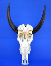 Authentic Water Buffalo Skull with 16-1/2 and 16-3/4 inches Horns, Grade B for $89.99 (small horn crack)