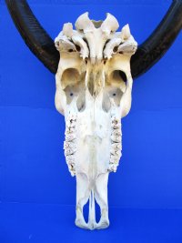 Authentic Water Buffalo Skull with 16-1/2 and 16-3/4 inches Horns, Grade B for $89.99 (small horn crack)