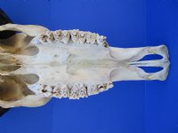 Authentic Water Buffalo Skull with 16-1/2 and 16-3/4 inches Horns, Grade B for $89.99 (small horn crack)