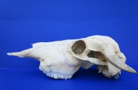 Authentic Water Buffalo Skull with 16-1/2 and 16-3/4 inches Horns, Grade B for $89.99 (small horn crack)