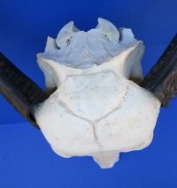 Authentic Water Buffalo Skull with 16-1/2 and 16-3/4 inches Horns, Grade B for $89.99 (small horn crack)