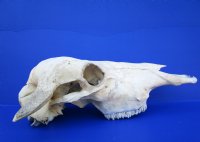 Authentic Water Buffalo Skull with 16-1/2 and 16-3/4 inches Horns, Grade B for $89.99 (small horn crack)