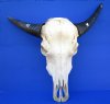 Asian Water Buffalo Skull with 14 inches Horns for Sale (repair putty on skull) - Buy this one for $99.99