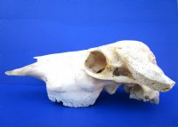 Real Water Buffalo Skull with 14 inches Horns, Grade B $89.99