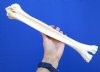 15-3/4 inches Real Camel Leg Bone for Carving Bone - Buy this one for $29.99