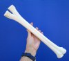 16-3/8 inches Real Camel Leg Bone for Sale - Buy this one for $29.99