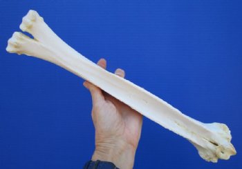 16 inches Authentic Camel Leg Bone for Carving Bone - Buy this one for $29.99