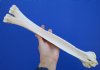 16 inches Authentic Camel Leg Bone for Carving Bone - Buy this one for $29.99