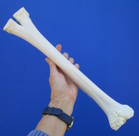 16 inches Authentic Camel Leg Bone for Carving Bone - Buy this one for $29.99