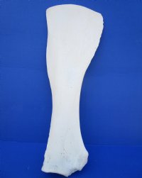 24 by 9 inches Authentic Affrican Giraffa Camelopardlis Shoulder Blade Bone for Sale - Buy this one for $49.99 (CITES #266319)