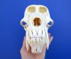 9-1/4 inches <font color=red> Large Nice Quality</font> Male Chacma Baboon Skull for Sale (missing small piece of bone on jaw) SHIPS SIGNATURE REQUIRED - Buy this one for $349.99 (CITES 084969)