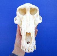 9-1/4 inches <font color=red> Large Nice Quality</font> Male Chacma Baboon Skull for Sale (missing small piece of bone on jaw) SHIPS SIGNATURE REQUIRED - Buy this one for $349.99 (CITES 084969)