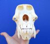 8-1/2 inches<FONT COLOR=RED>Good Quality</font> Authentic Male Chacma Baboon Skull for Sale (CITES 084969)  Buy this one for $349.99 (SHIPS SIGNATURE REQUIRED)
