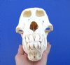 8-1/2 inches Authentic Male Chacma Baboon Skull for Sale (CITES 084969) Several small holes in skull -  Buy this one for $299.99 (SIGNATURE REQUIRED UPON ARRIVAL)