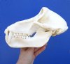 8-3/4 inches Real Male Chacma Baboon Skull for Sale (missing 3 front teeth) CITES 084969 - Buy this one for $299.99 (SHIPS SIGNATURE RREQUIRED)