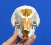6-1/4 inches African Cape Crested Porcupine Skull for Sale - Buy this one for $89.99