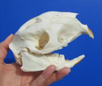 5-7/8 inches <font color=red> Discount</font> Cape Crested Porcupine Skull for Sale (damage to top of skull) - Buy this one for $79.99