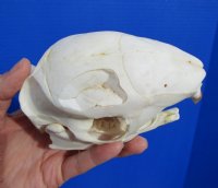 5-7/8 inches <font color=red> Discount</font> Cape Crested Porcupine Skull for Sale (damage to top of skull) - Buy this one for $79.99