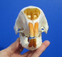 5-7/8 inches <font color=red> Discount</font> Cape Crested Porcupine Skull for Sale (damage to top of skull) - Buy this one for $79.99