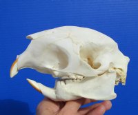 5-7/8 inches <font color=red> Discount</font> Cape Crested Porcupine Skull for Sale (damage to top of skull) - Buy this one for $79.99