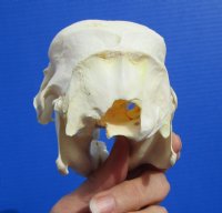 5-7/8 inches <font color=red> Discount</font> Cape Crested Porcupine Skull for Sale (damage to top of skull) - Buy this one for $79.99