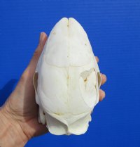 5-7/8 inches <font color=red> Discount</font> Cape Crested Porcupine Skull for Sale (damage to top of skull) - Buy this one for $79.99