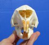 5 inches African Cape Crested Porcupine Skull for Sale - Buy this one for  $89.99