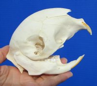 5 inches African Cape Crested Porcupine Skull for Sale - Buy this one for  $89.99