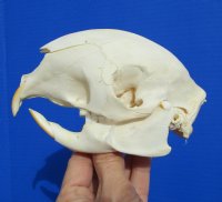 5 inches African Cape Crested Porcupine Skull for Sale - Buy this one for  $89.99