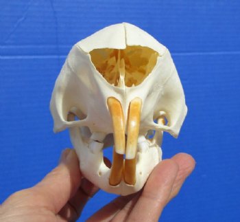 5 inches African Cape Crested Porcupine Skull for Sale - Buy this one for  $89.99