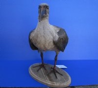 20 by 11 by 15 inches Taxidermy Full Mount African Hadeda Ibis Bird  - Buy this one for $374.99 (SHIPS UPS SIGNATURE REQUIRED)