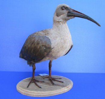 20 by 11 by 15 inches Taxidermy Full Mount African Hadeda Ibis Bird  - Buy this one for $374.99 (SHIPS UPS SIGNATURE REQUIRED)