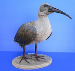 20 by 11 by 15 inches Taxidermy Full Mount African Hadeda Ibis Bird  - Buy this one for $374.99 (SHIPS UPS SIGNATURE REQUIRED)