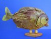 9-1/2 inches Large Real Taxidermy Dried Piranha Fish on Wood Stand for Sale - buy this one for $59.99