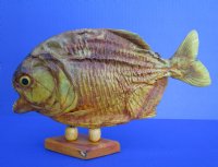 9-1/2 inches Large Real Taxidermy Dried Piranha Fish on Wood Stand for Sale - buy this one for $59.99