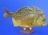 10-1/4 inches Large Real Taxidermy Dried Piranha Fish on Stand for Sale - Buy this one for $59.99